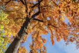 A tree stands against a bright blue sky, its orange leaves shining in the sun